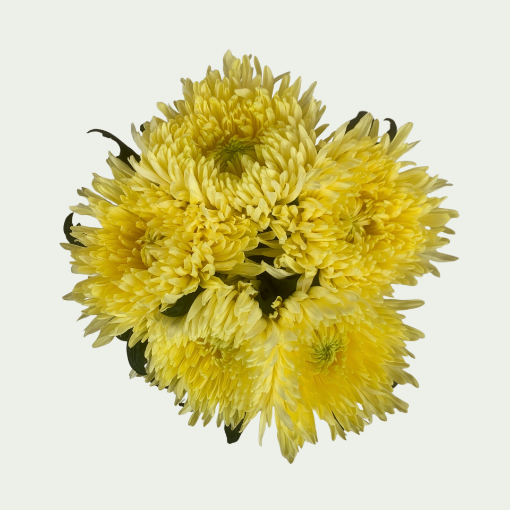 Picture of Magnum Yellow