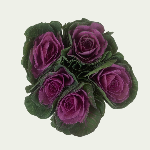 Picture of Purple Crane