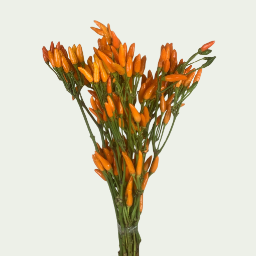 Picture of Pepper Fire